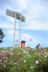 あなたに捧ぐ秋の花