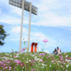 あなたに捧ぐ秋の花