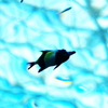 空飛ぶ魚
