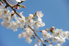 春空に