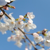 春空に