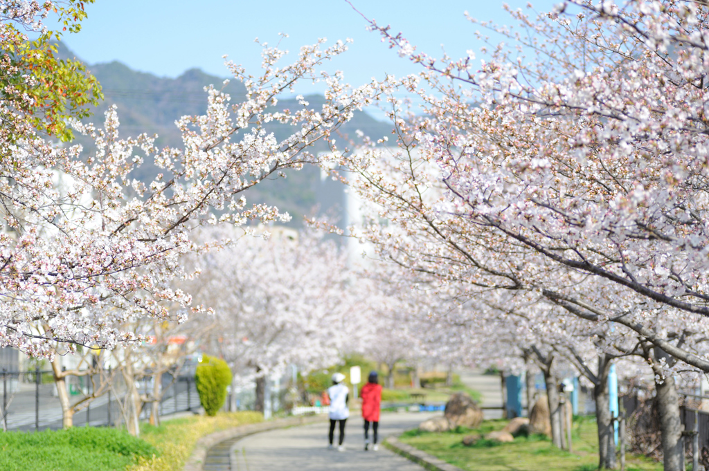 春の散歩道