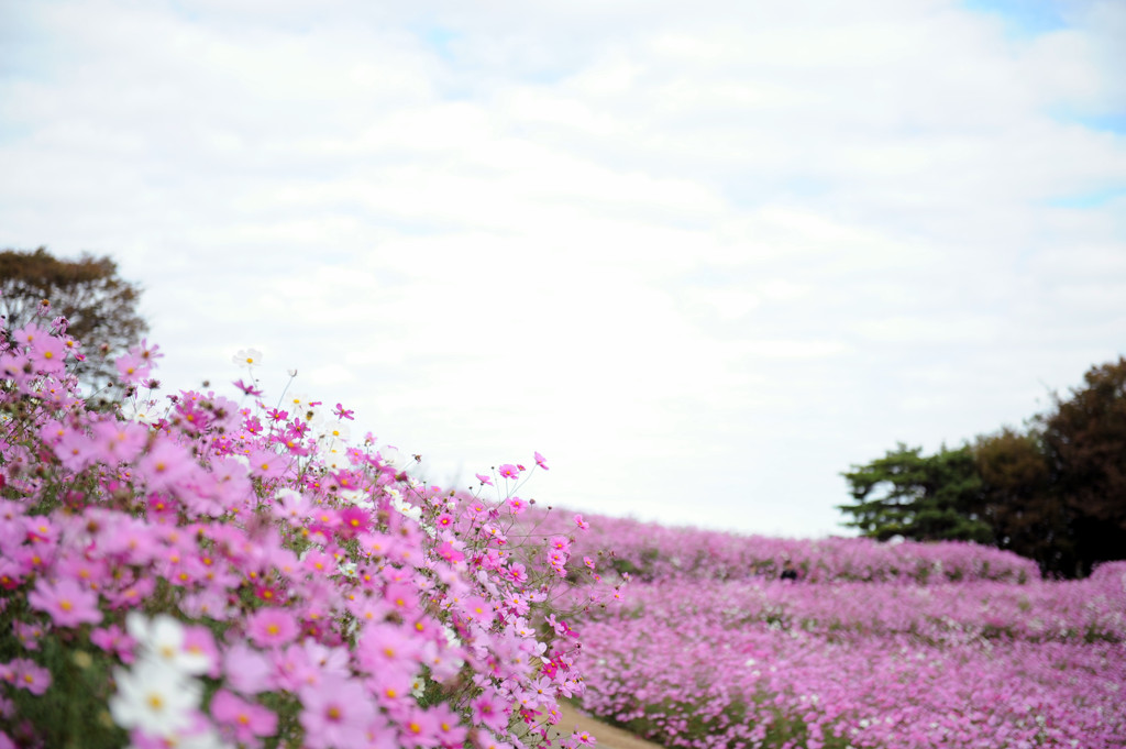 秋桜ロード