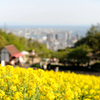海を見下ろす丘で