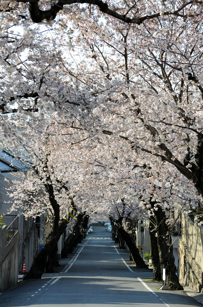 桜が咲くよ