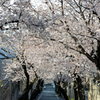桜が咲くよ