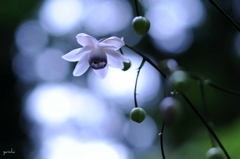 fragile