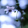 fragile
