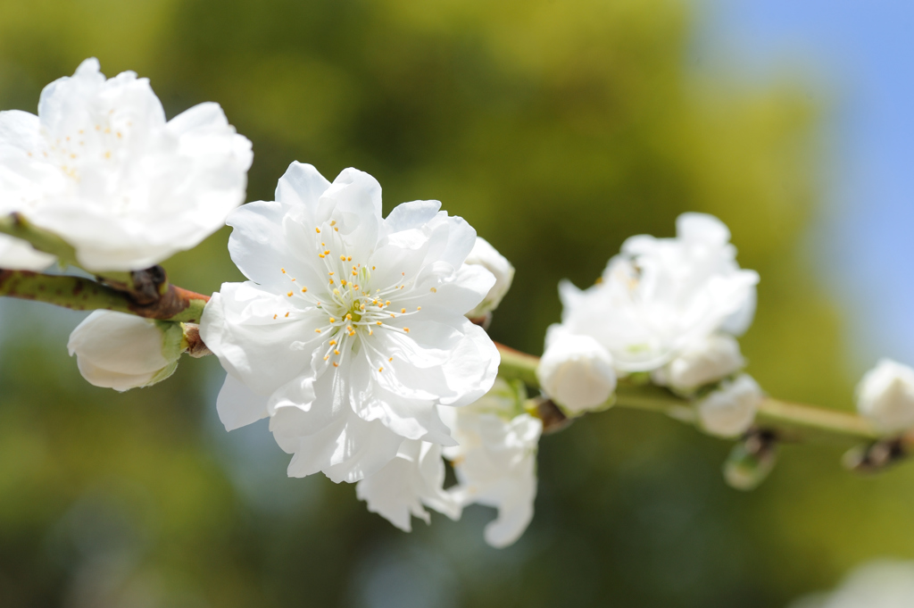 White Flower