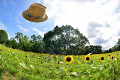 透明人間と夏の日