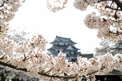 彦根の春