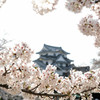 彦根の春