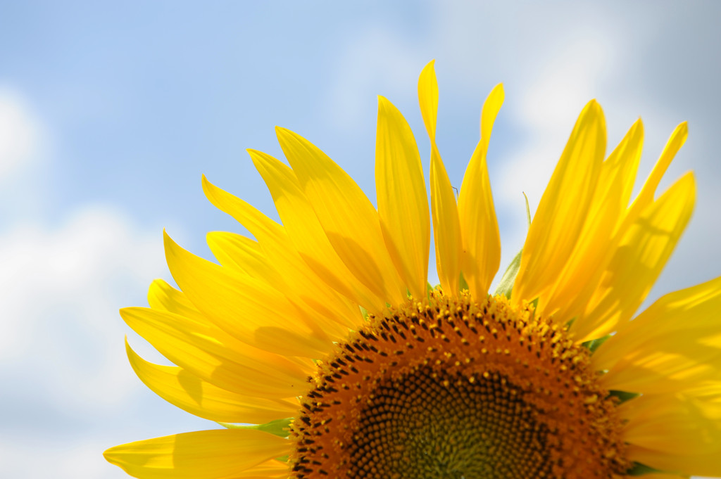 SUNSHINE ON SUMMER TIME