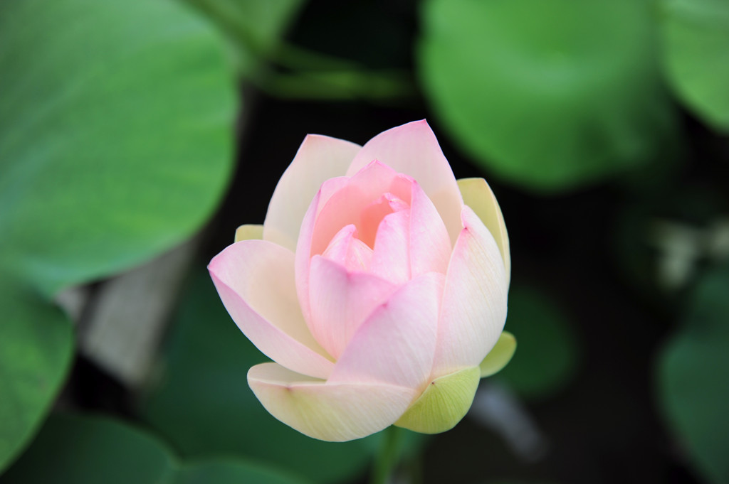 花咲く刻