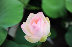 花咲く刻