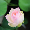 花咲く刻