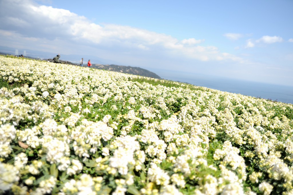 素敵な日曜日