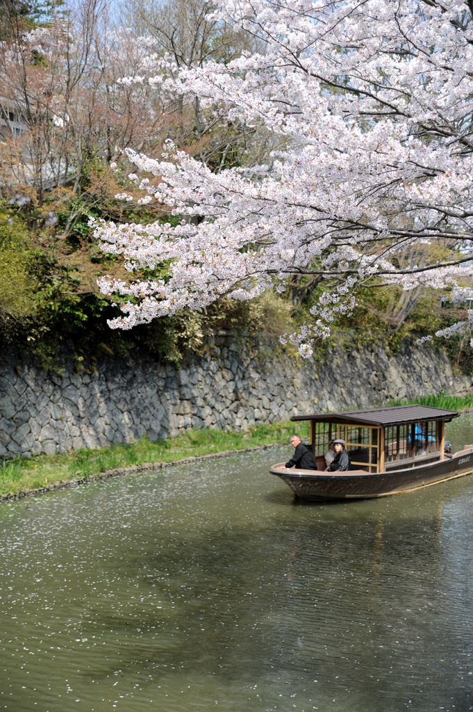 桜咲く水郷で