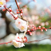 春風に誘われて