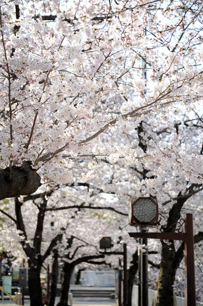 桜街道
