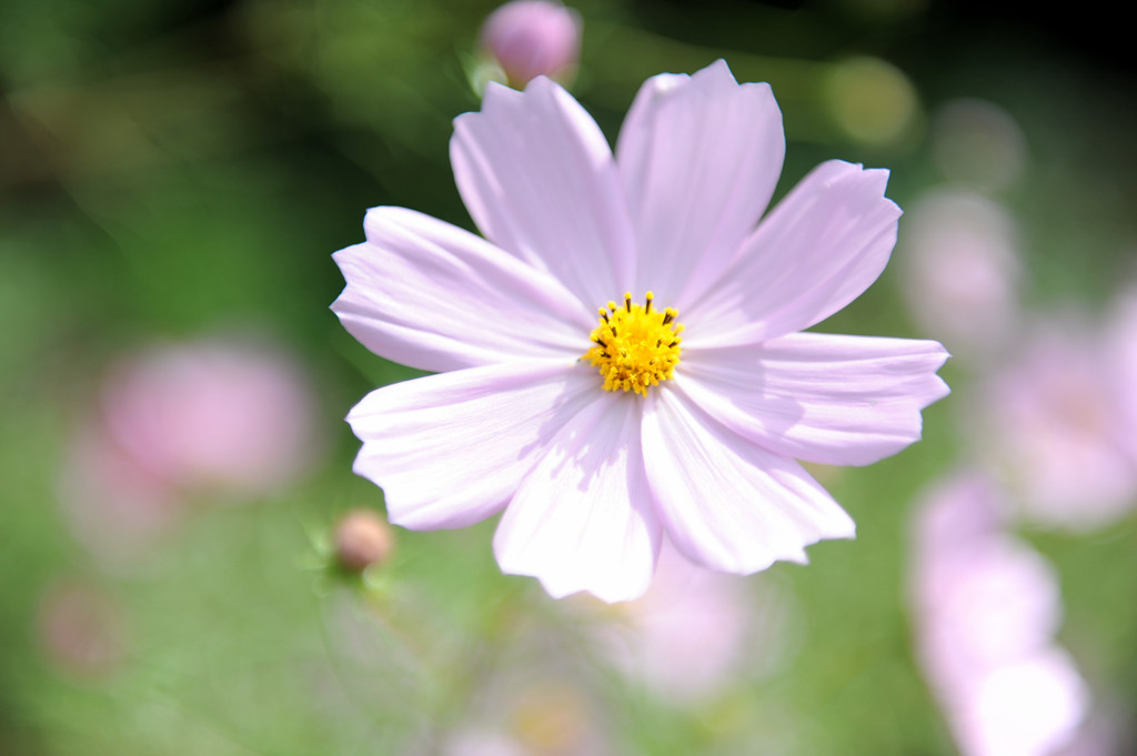秋に咲く華