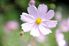 秋に咲く華