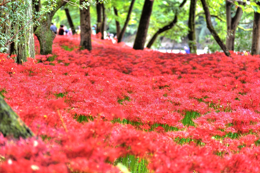 赤い森