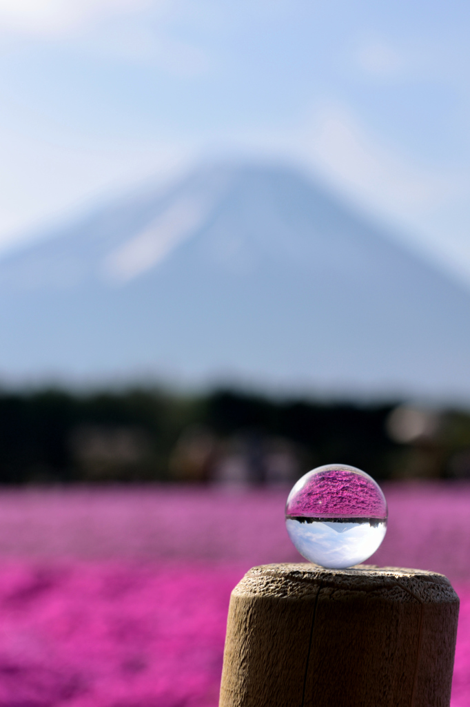 桃色絨毯閉じ込めて