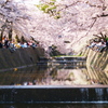 満開の桜に