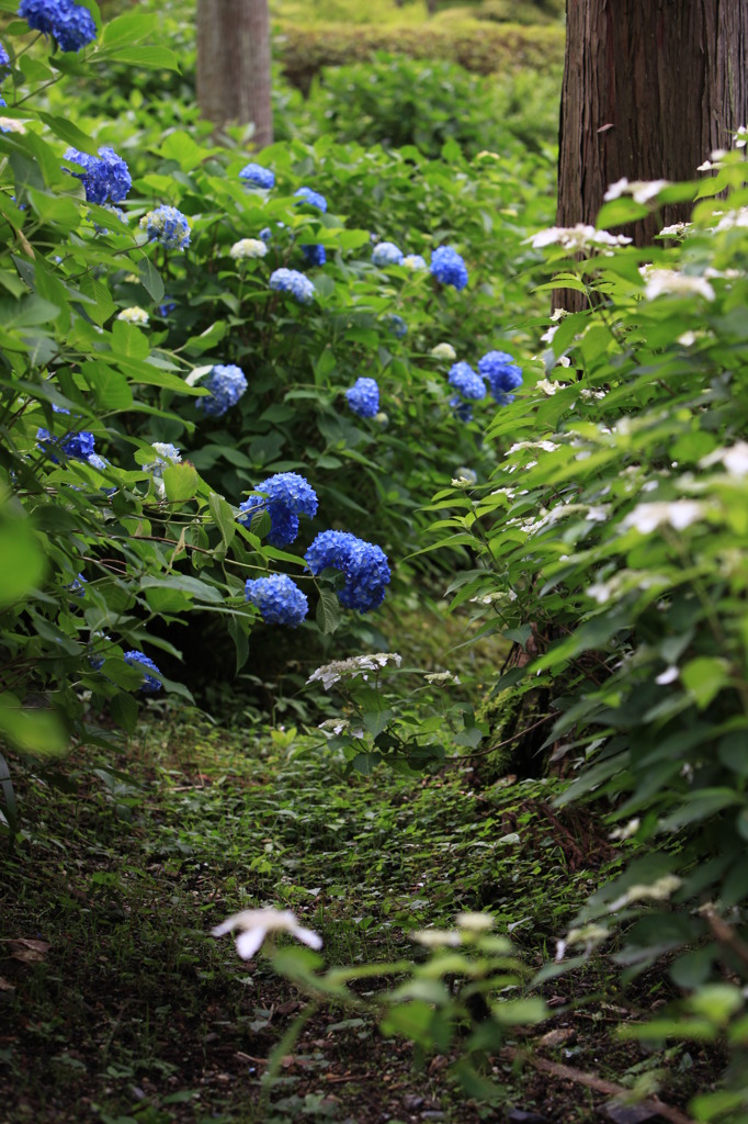 紫陽花〝細道〟。