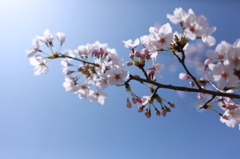 桜+青空=ステキ。