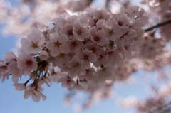 桜、パンパン。