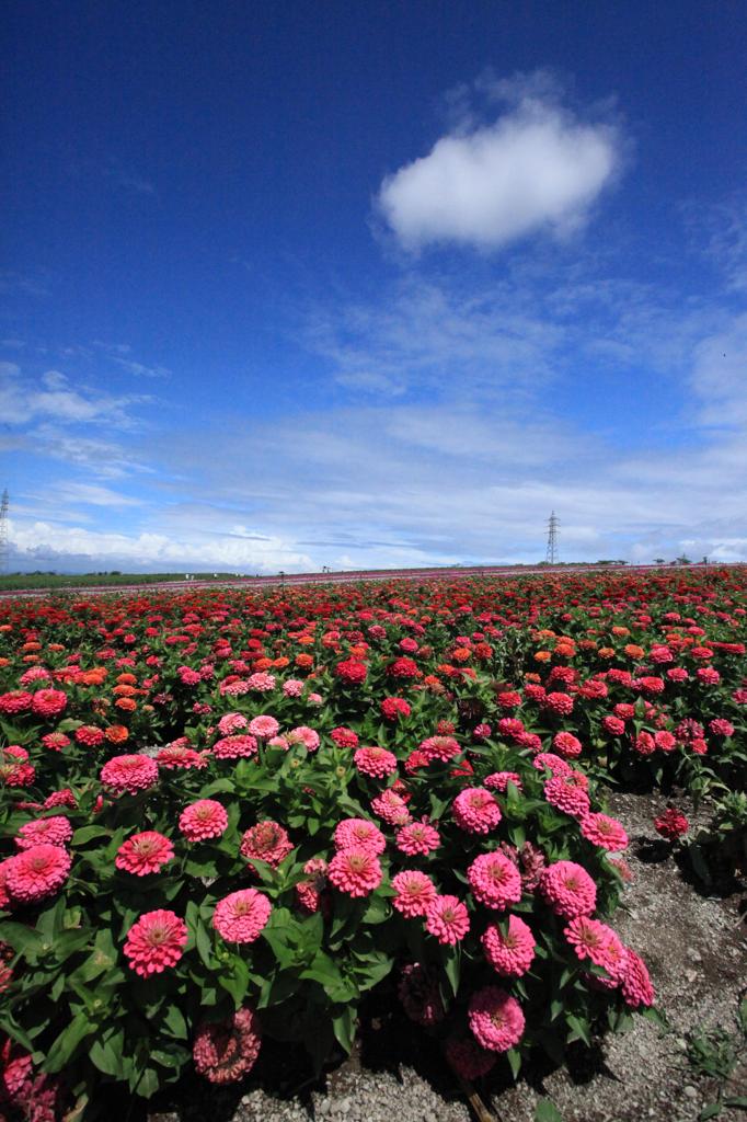 広大なお花畑。