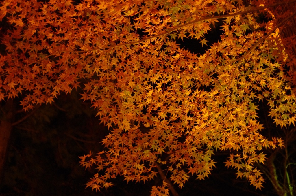 2011 autumn colors .