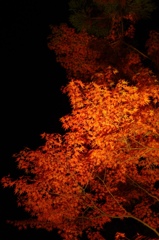 2011 autumn colors .