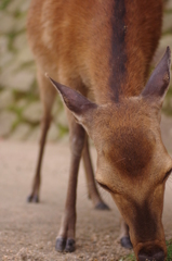 bambi.