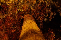 2011 autumn colors .