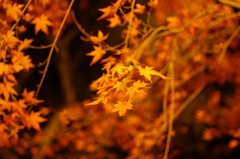 2011 autumn colors .