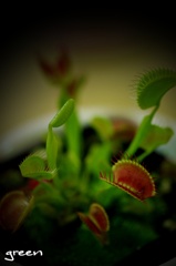 green*
