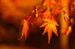 2011 autumn colors .