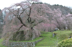 又兵衛桜