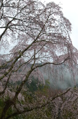 吉野