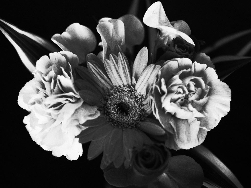 花×ハイコントラスト白黒