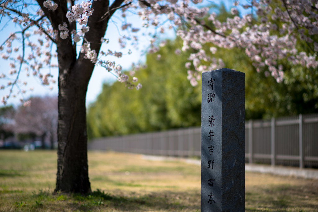 寄贈　染井吉野　百本