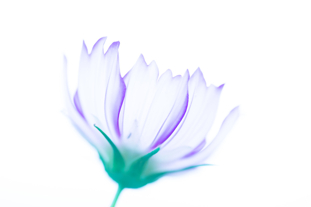 delicacy