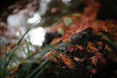 お写ん歩で楽しむ紅葉