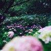 秘密の場所　～雨～