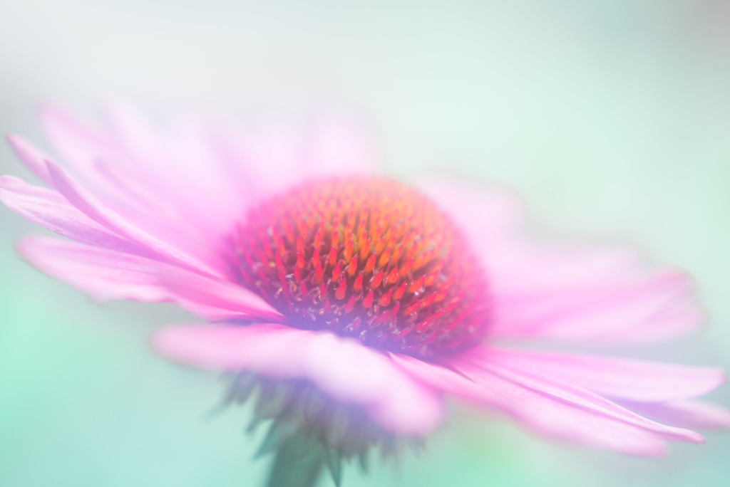 echinacea preparation