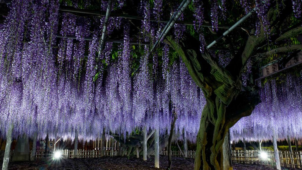 紫の麗木