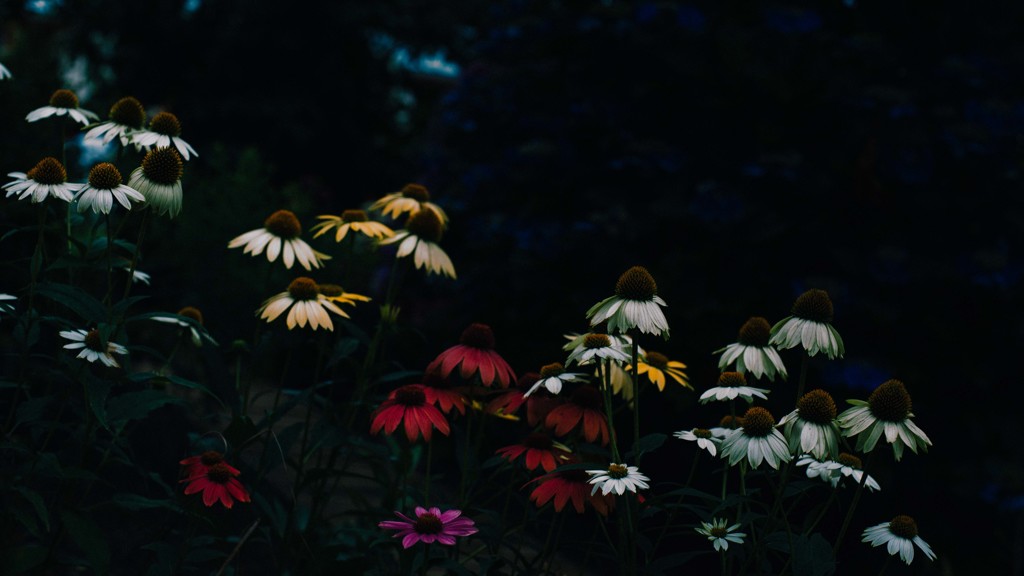 echinacea ～dark side ?～